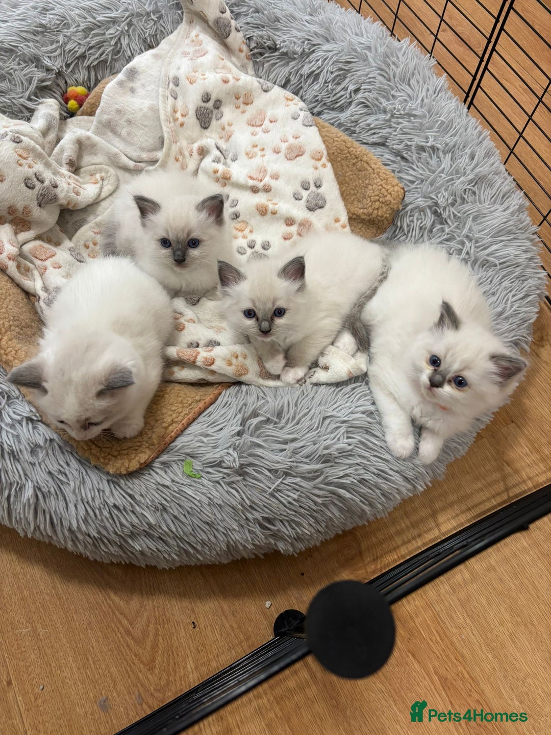 Ragdoll cats for sale: Ragdoll Blue Point/ Bicolor For Sale!!! - Advert 5