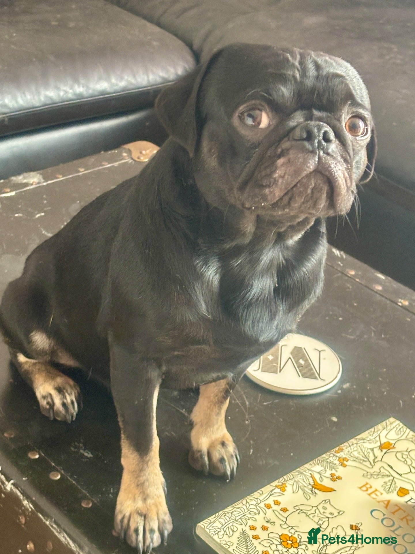 Pug dogs Stunning proven pug stud black with tan paws  - Advert 23
