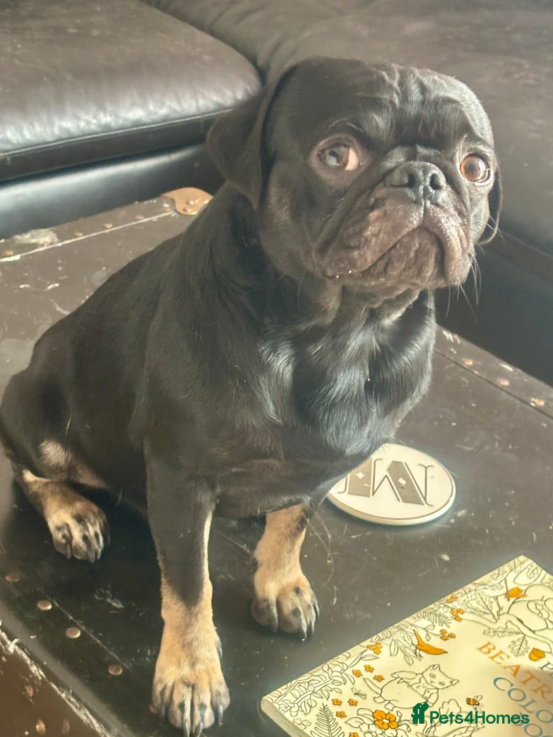 Pug dogs for stud: Stunning proven pug stud black with tan paws  - Advert 1