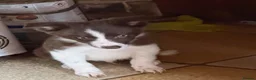 Border Collie dogs for sale: Border collie pups  - Advert 2