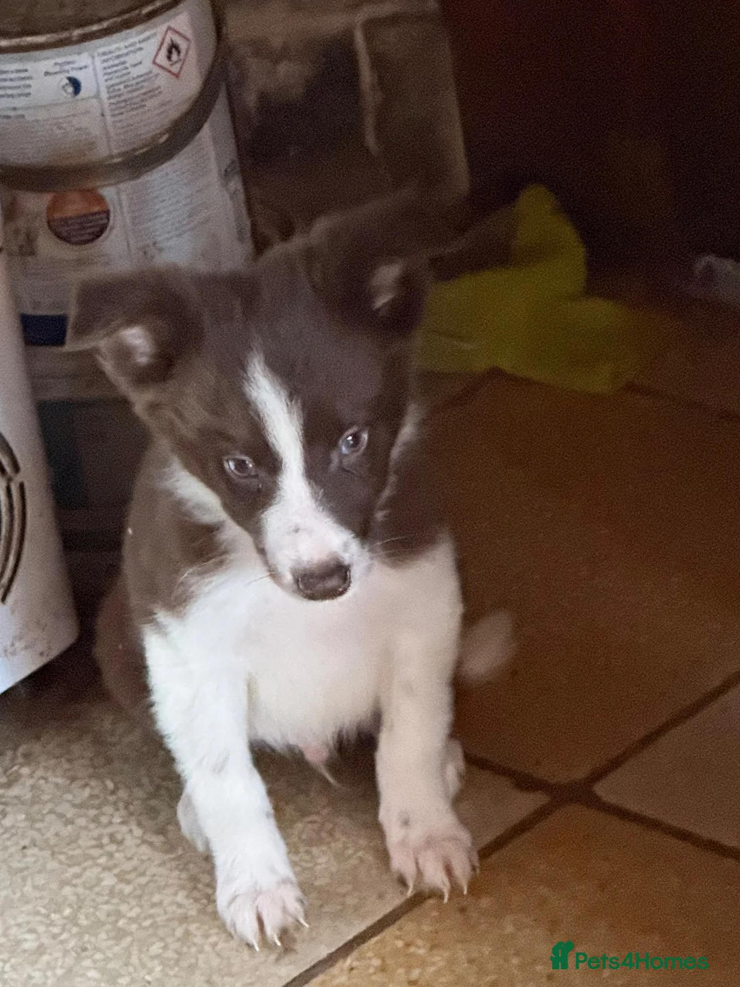 Border Collie dogs for sale: Border collie pups  - Advert 2