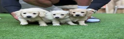 Miniature Dachshund dogs for sale: KC Reg Long haired intense cream mini dachshund  - Advert 7