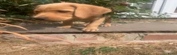 Labrador Retriever dogs for sale: Stunning KC Labrador / 1 boy available 🐾 - Advert 9