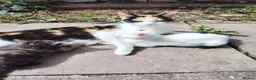 Mixed Breed cats for sale: Little Kittens - Advert 10