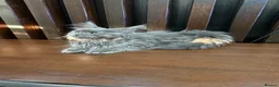 Maine Coon cats for sale: Maine Coon Kittens XXL – Blue. Beautiful - Advert 31