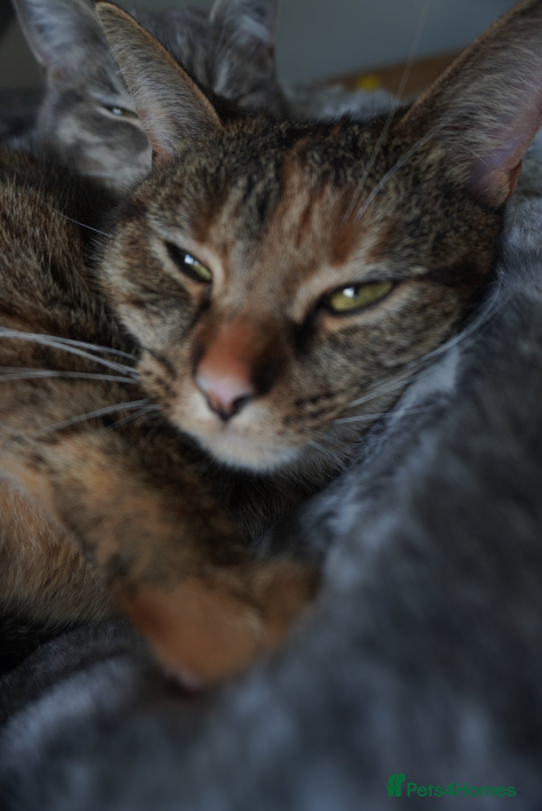 British Shorthair cats for sale: Britishshort hair and a tabby  - Advert 6