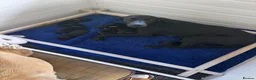 Labrador Retriever dogs for sale: Fantastic pedigree, two black boys available! in Alton - Advert 3
