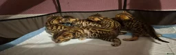 Bengal cats for sale: Beautiful Bengal kittens-Ready in April 🐾 - Advert 3