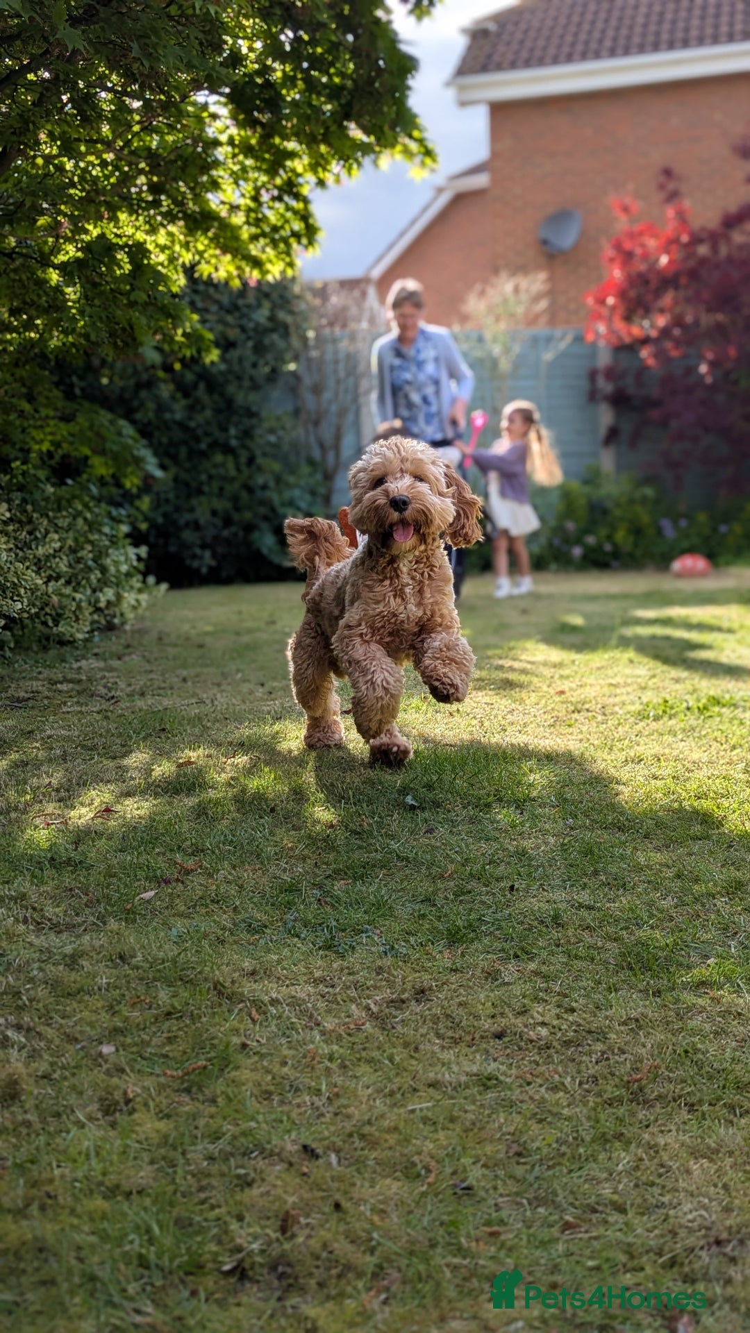Cockapoo dogs for sale: Digby Doggy! Cockapoo For Sale! - Image 4