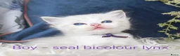 Ragdoll cats for sale: GCCF REGISTERED BEAUTIFUL RAGDOLLS KITTENS  - Advert 18