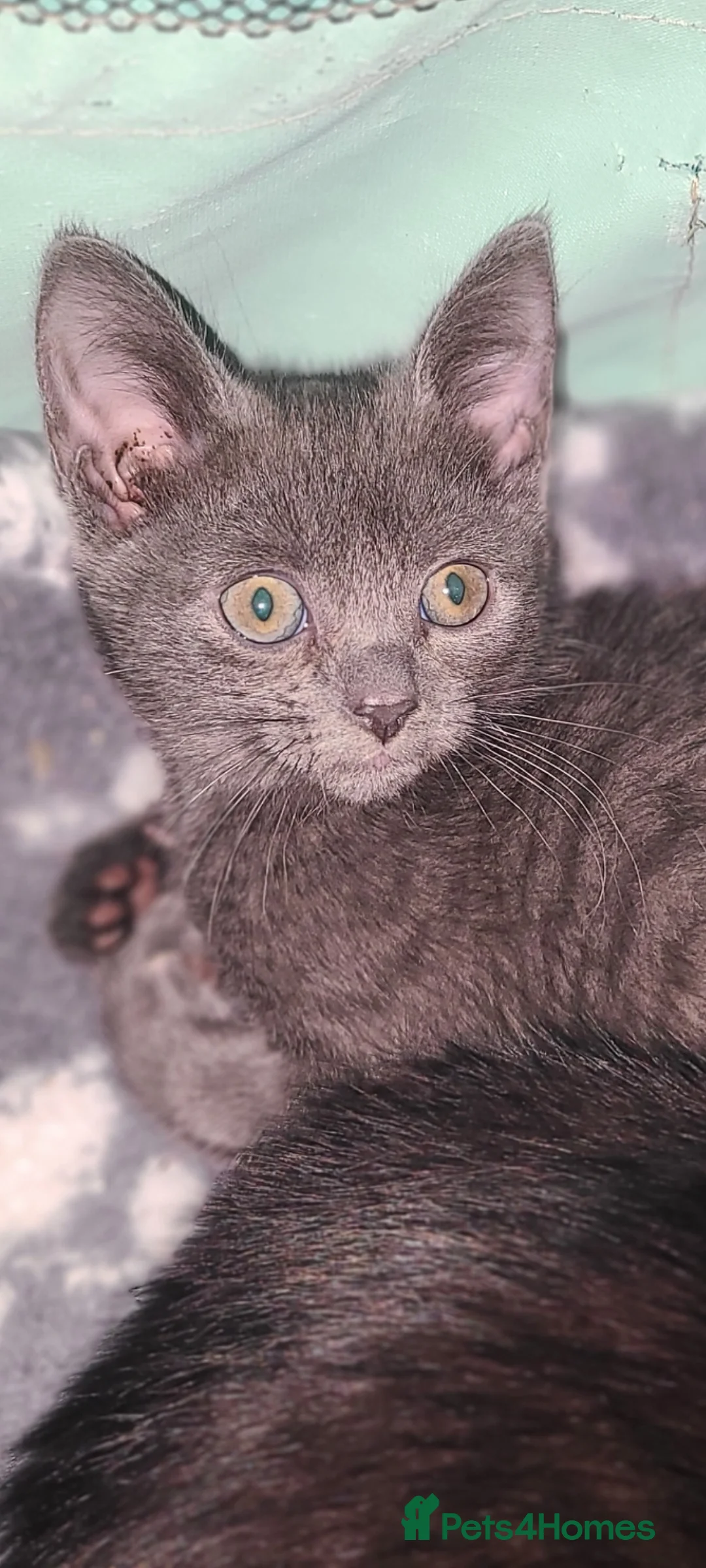 Mixed Breed cats for sale: Lilac girl kitten  - Advert 4