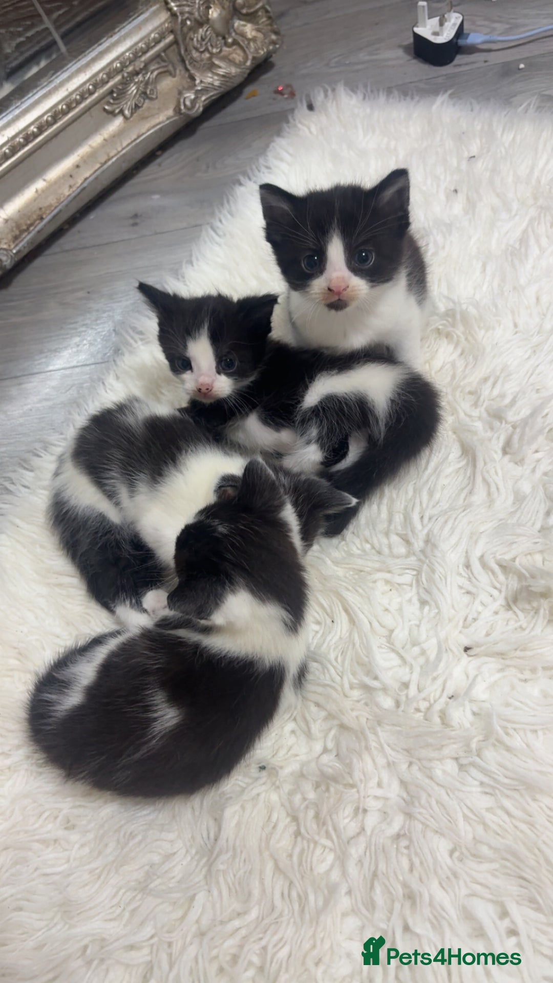 British Shorthair cats for sale: black and white gorgeous short hair kittens ready - Advert 1