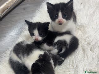 British Shorthair cats black and white gorgeous short hair kittens ready - Advert 2
