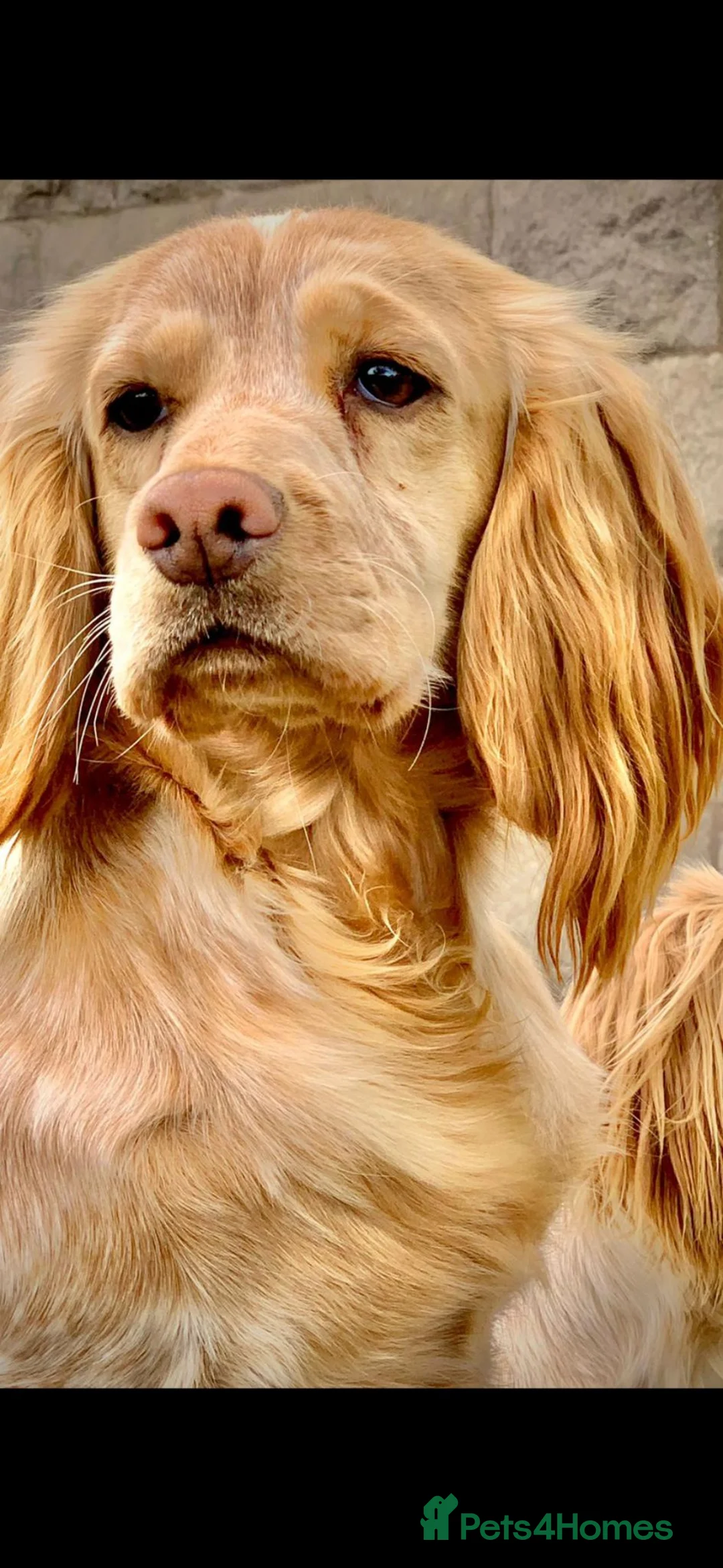 Cocker Spaniel dogs for sale: Working Cocker Spaniel pups - Advert 2
