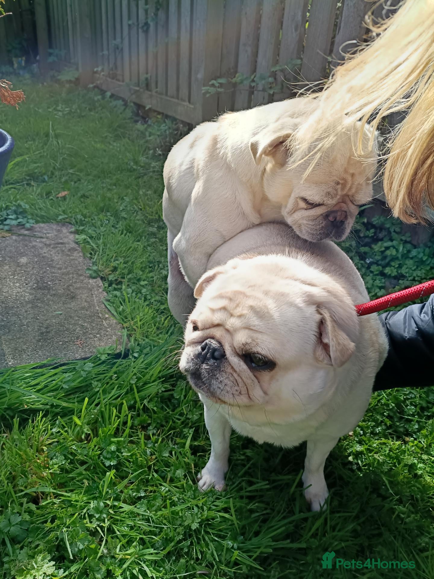 Pug dogs White stud pug - Advert 3