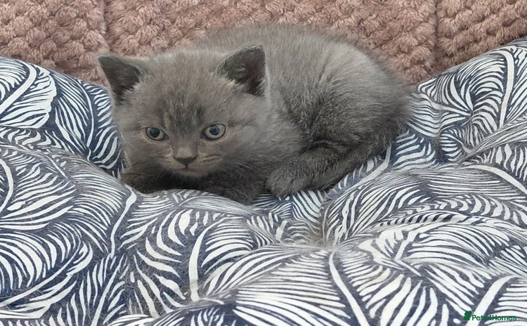 British Shorthair cats - Advert 12