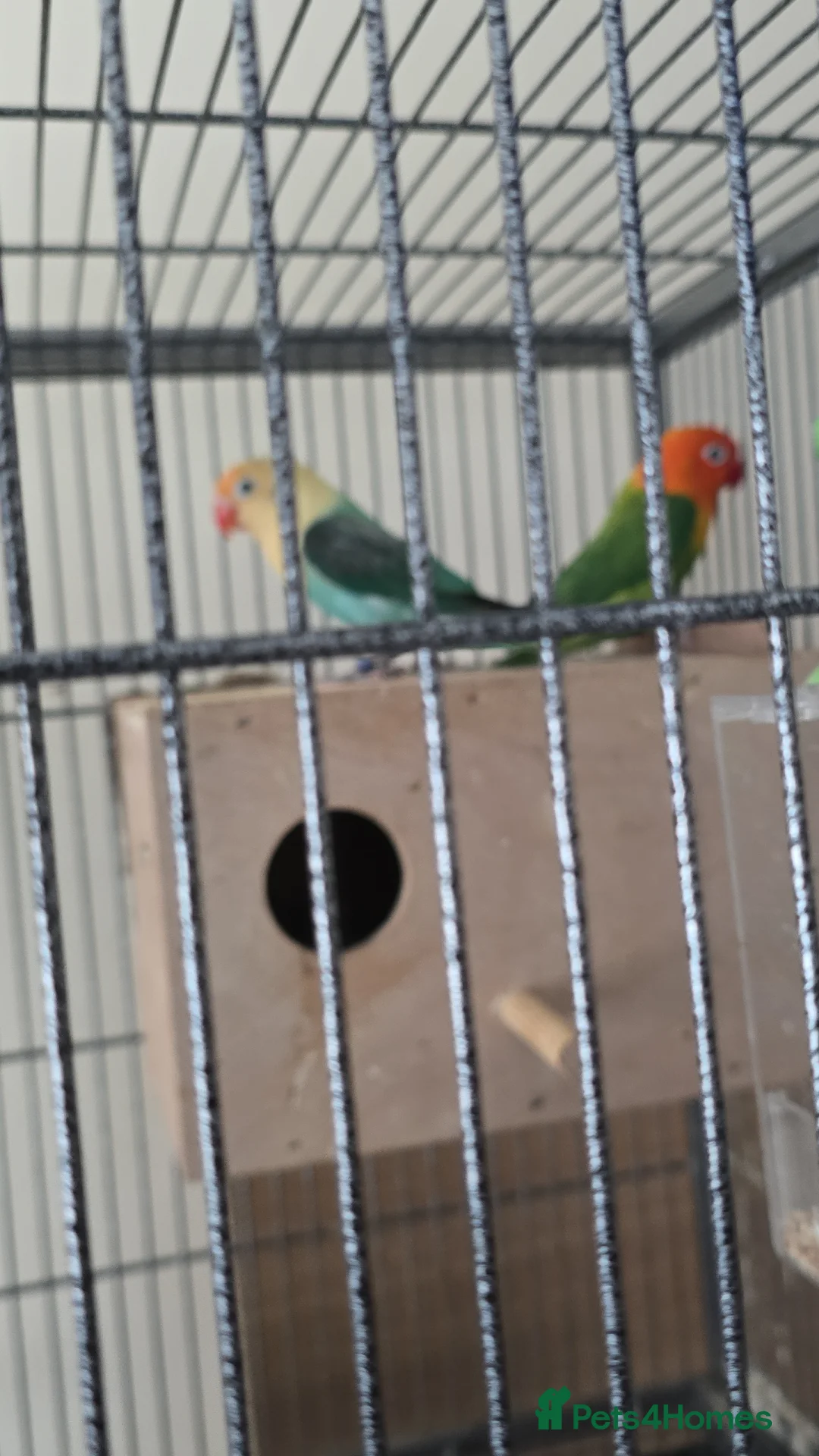 Lovebirds birds for sale: Sale of opline , deceno love bird very rare colour in Hayes - Advert 1