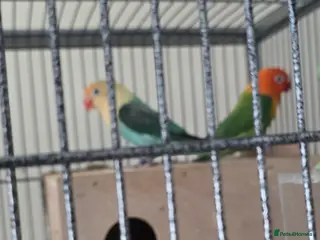 Lovebirds birds Sale of opline , deceno love bird very rare colour - Advert 5