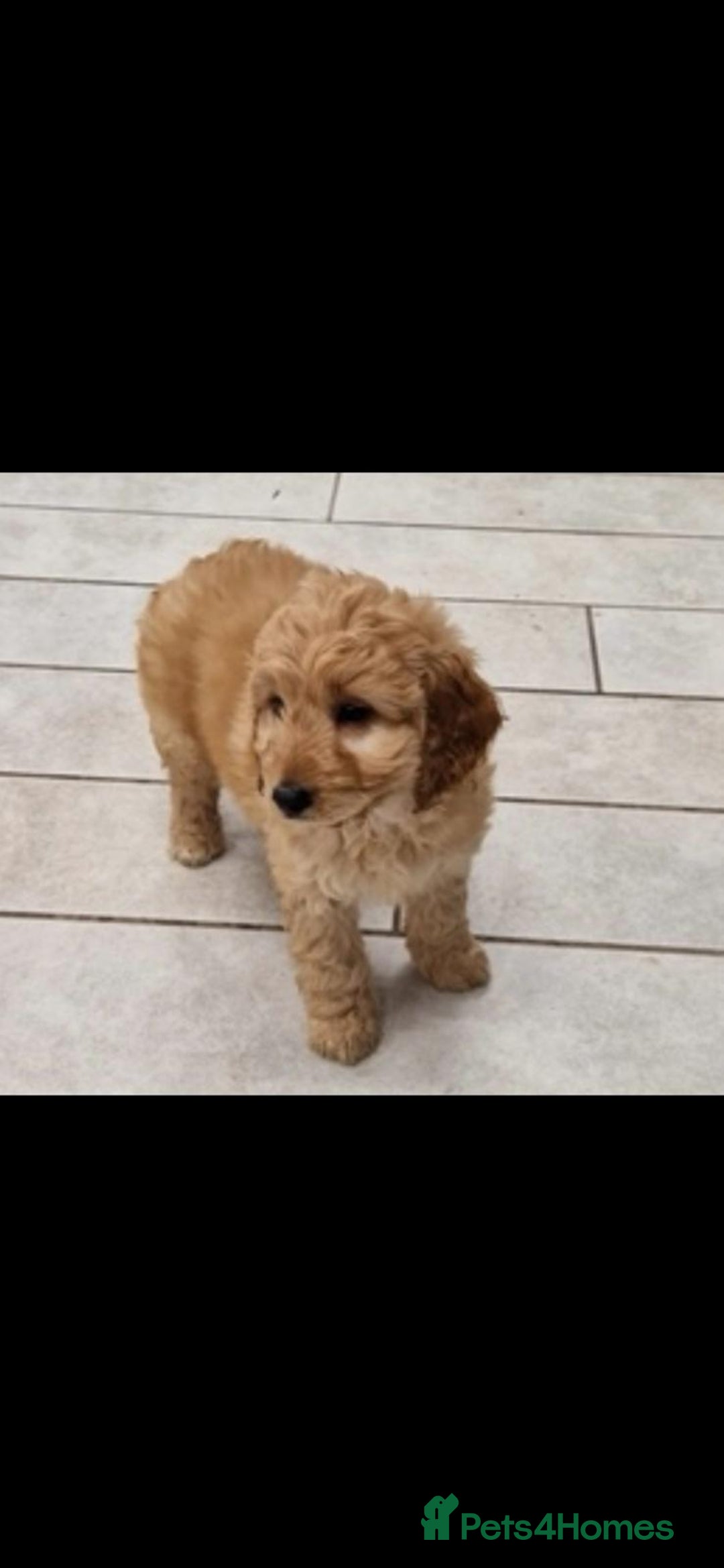 Cockapoo dogs for sale: Cockapoo puppies  - Advert 5