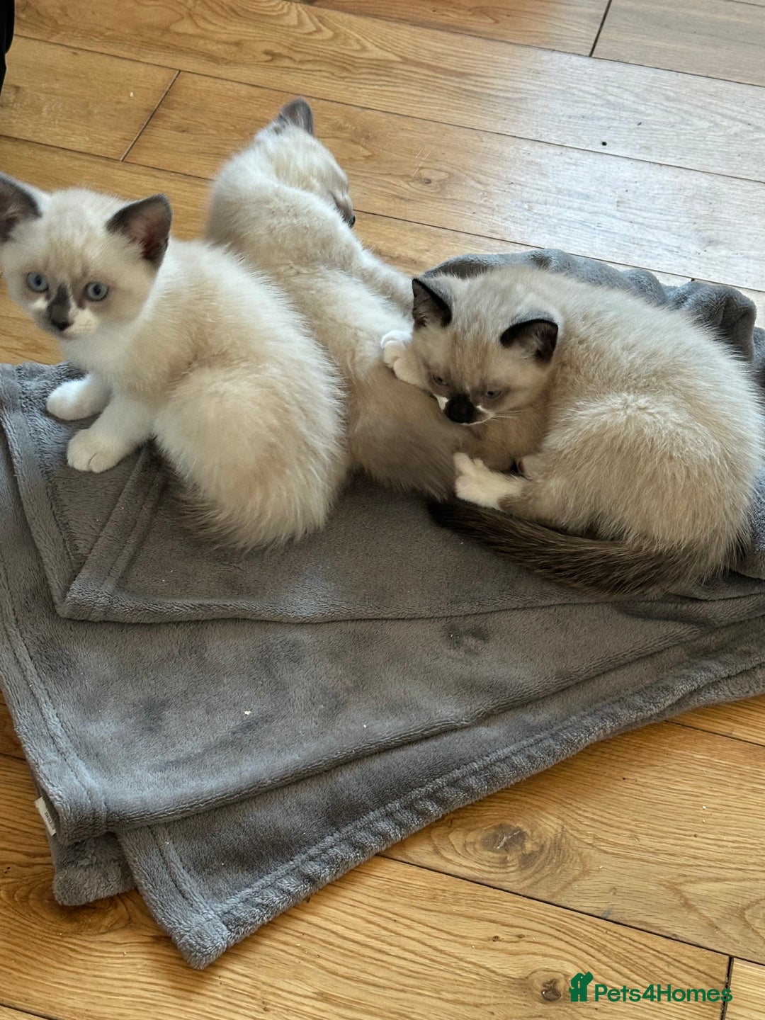 Ragdoll cats for sale: Ragdoll mix - Advert 4