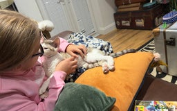 Devon Rex cats for sale: Fantastic quality GCCF boy  - Image 11