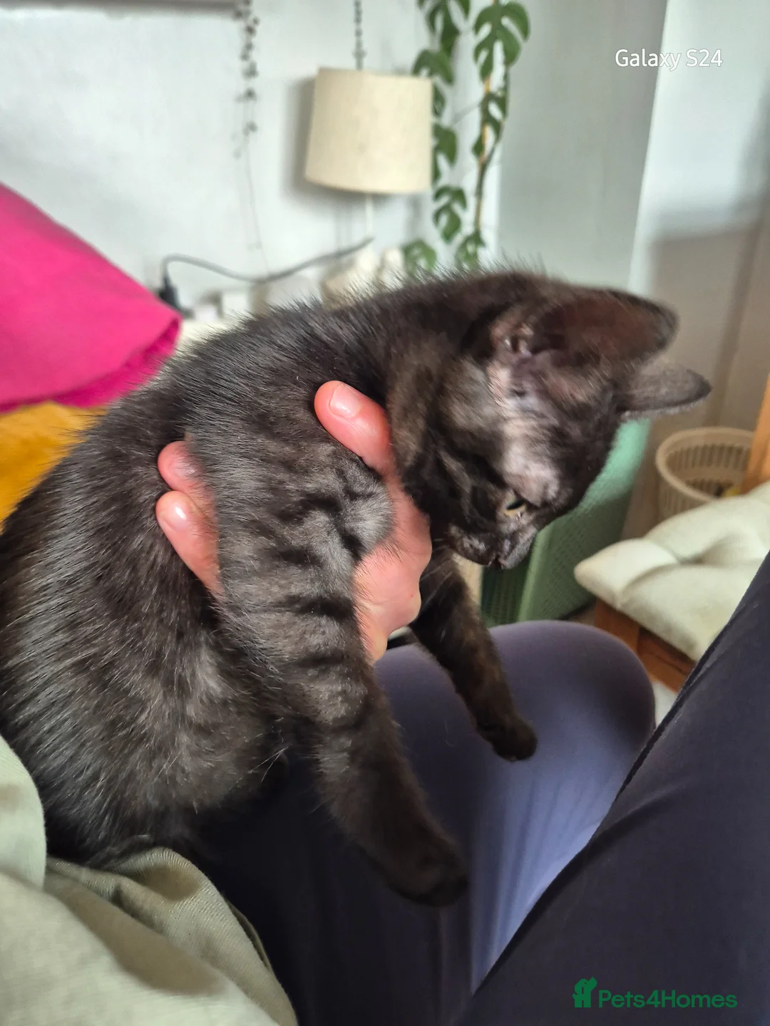 Mixed Breed cats for sale: Black smoke tabby  - Advert 2