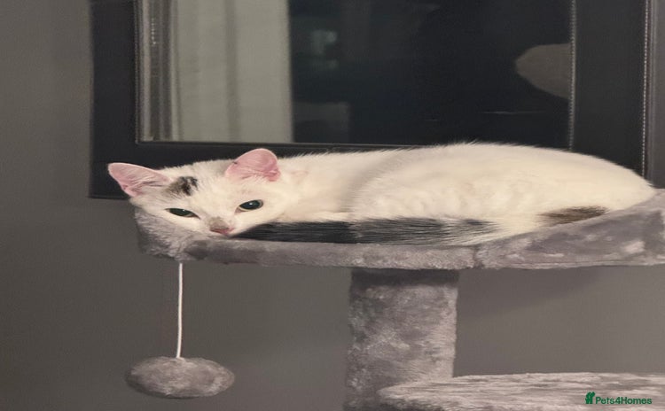 Domestic Shorthair cats - Advert 5