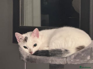 Domestic Shorthair cats - Advert 20