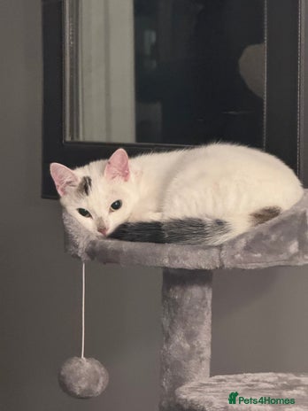 Domestic Shorthair cats - Advert 2