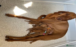 Hungarian Vizsla dogs for sale: One boy puppy available - Image 2