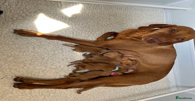 Hungarian Vizsla dogs - Advert 6