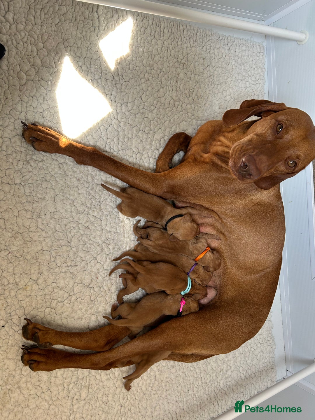 Hungarian Vizsla dogs for sale: One boy puppy available - Image 2