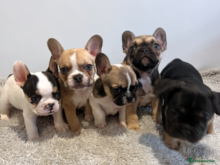 French Bulldog dogs Stunning KC Registered French Bulldog Puppies - Advert 4