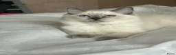 Ragdoll cats for sale: 😸🐾Pure Ragdoll kitties😸🐾 2 male & 1 female🐾😸 - Advert 15