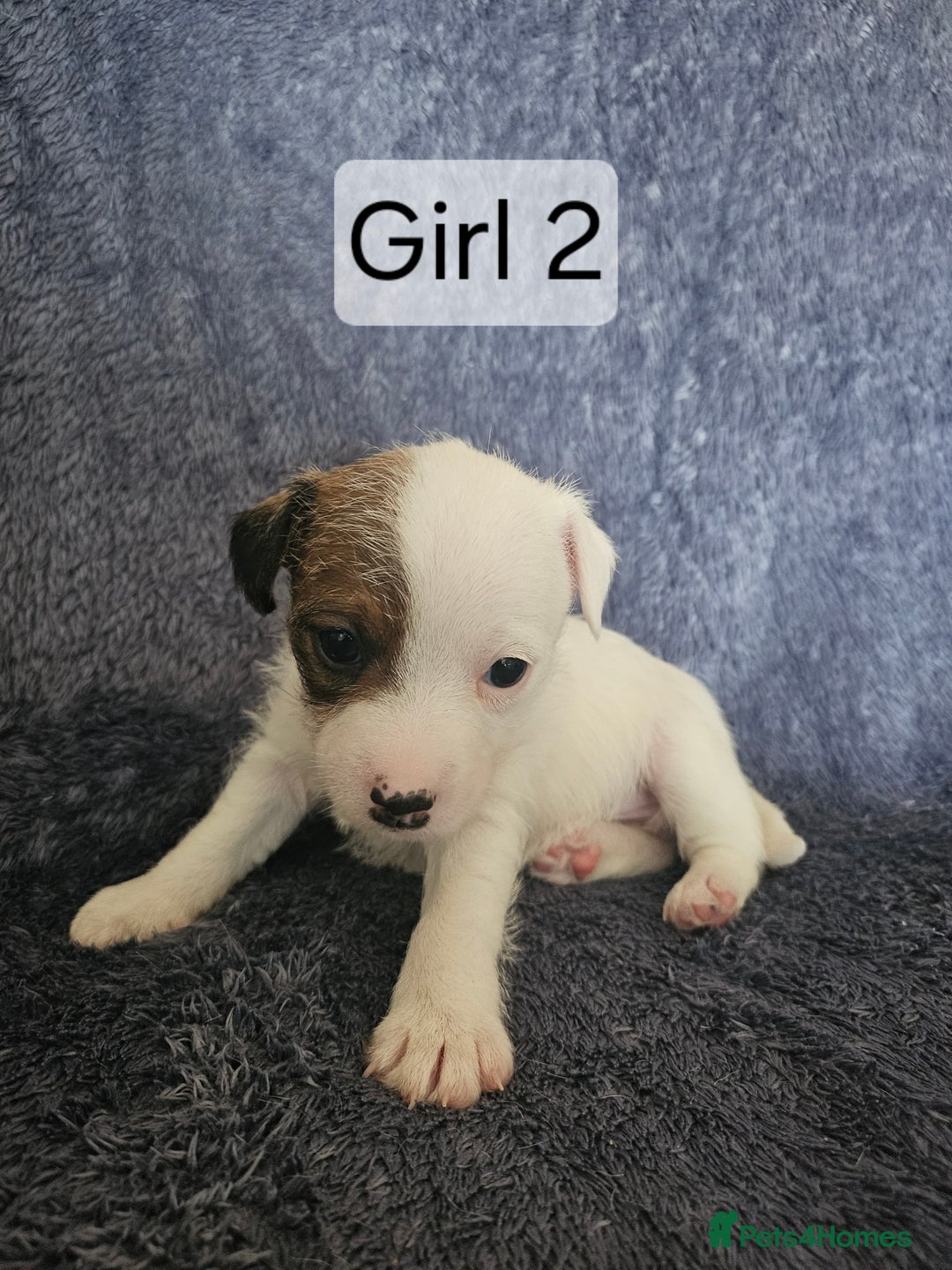 Jack Russell dogs for sale: Jack Russell puppies  - Image 3