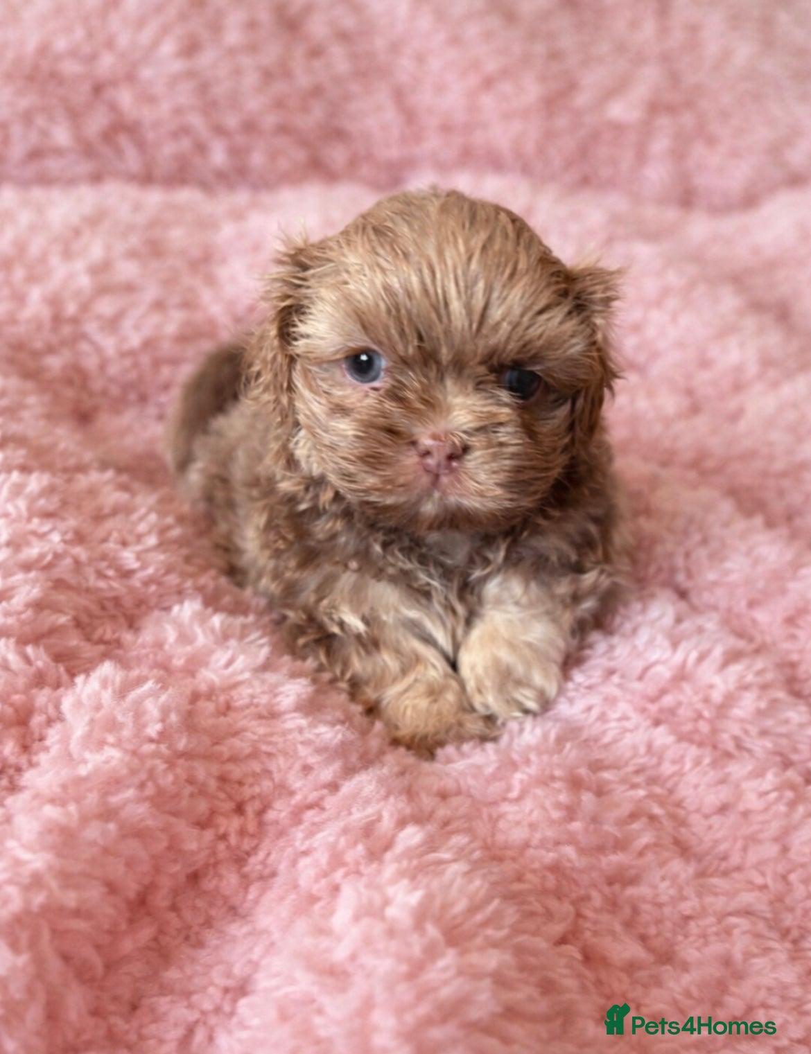 Shih Tzu dogs  ✨🐶 Exceptional Shih Tzu Puppies Available 🐶✨ - Advert 8