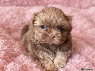 Shih Tzu dogs ✨🐶 Exceptional Shih Tzu Puppies Available 🐶✨ - Advert 8