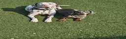Mixed Breed dogs for sale: Dalmatian cross Dachshund puppies - Advert 13