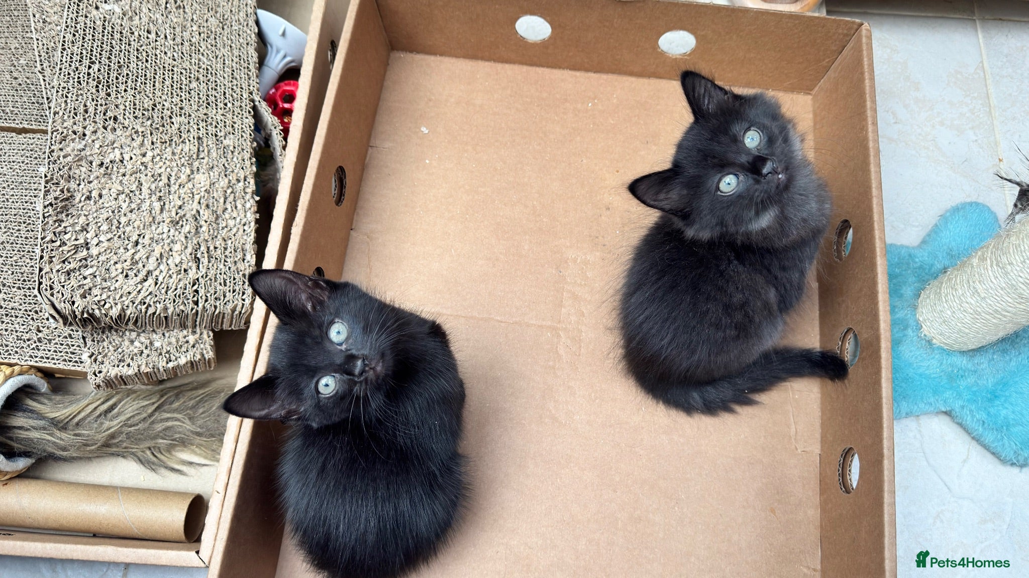 Mixed Breed cats Stunning kittens 🐈‍⬛  - Advert 2