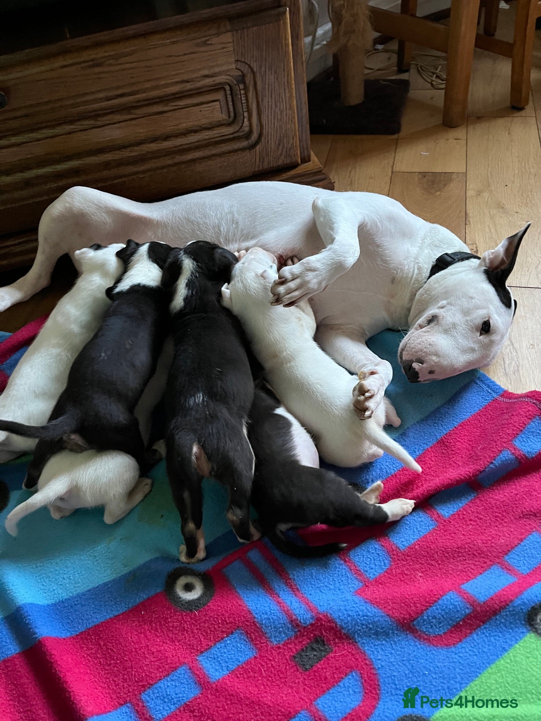 English Bull Terrier dogs for sale: English bulterrier puppies  - Image 10