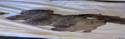 Old Tyme Bulldog dogs for sale: 5 old tyme puppies for sale.   - Advert 4