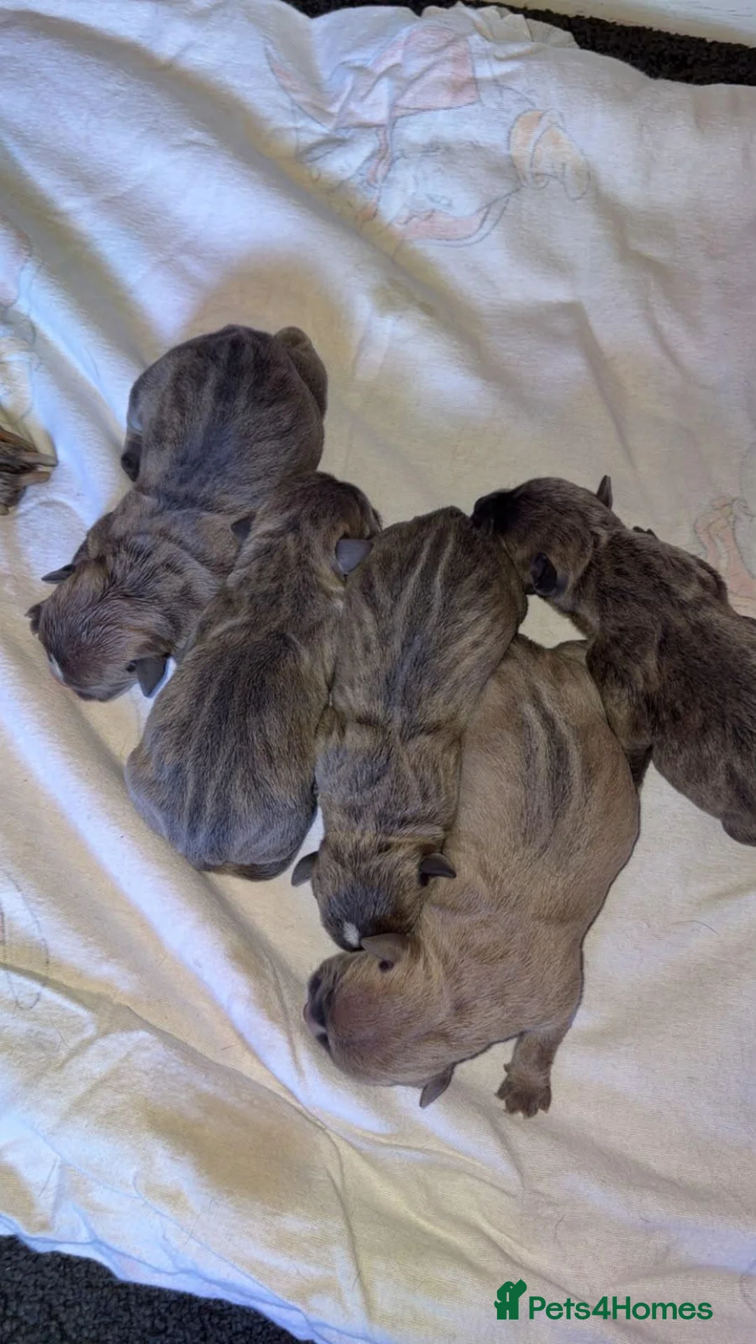 Old Tyme Bulldog dogs for sale: 5 old tyme puppies for sale.   - Advert 4