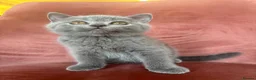 British Shorthair cats for sale: 5 BEAUTIFUL BRITISH SHORTHAIR 💕 - Advert 4