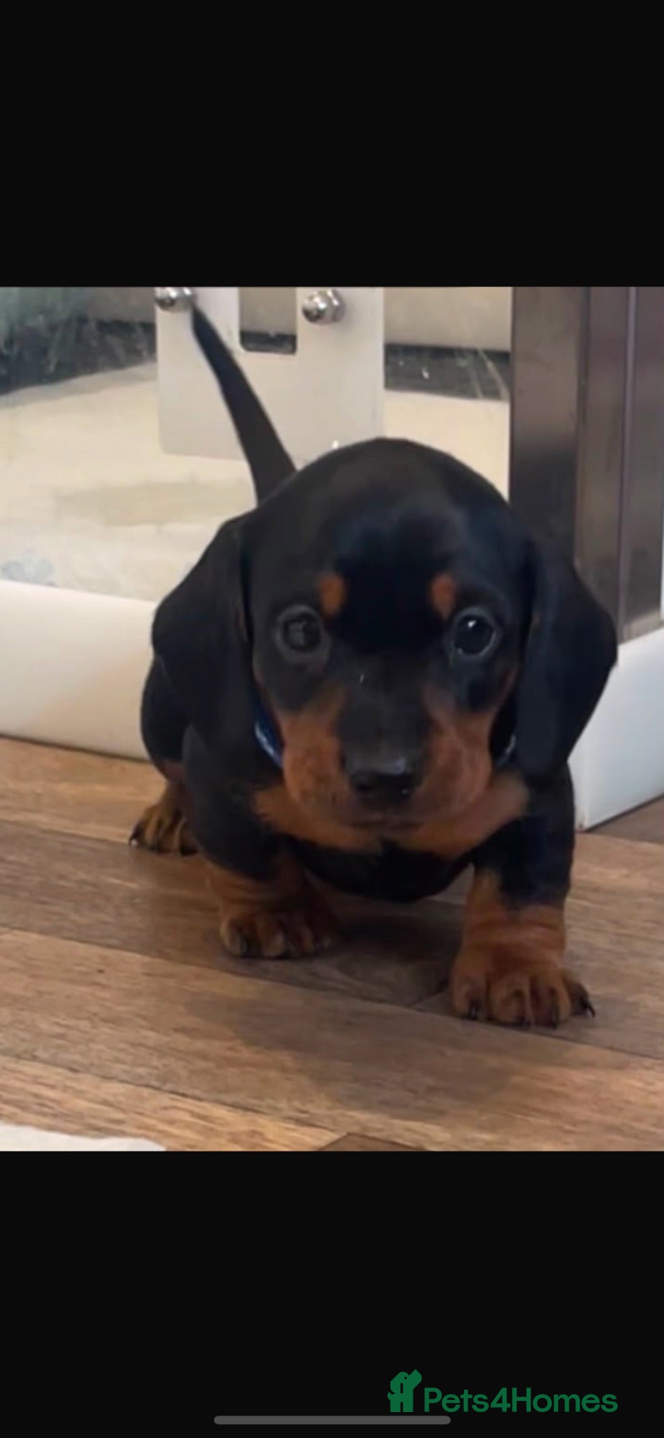 Miniature Dachshund dogs Miniature dachshund puppies - Advert 15