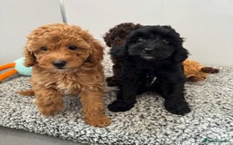 Cockapoo dogs for sale: Cockapoo puppies  - Image 10