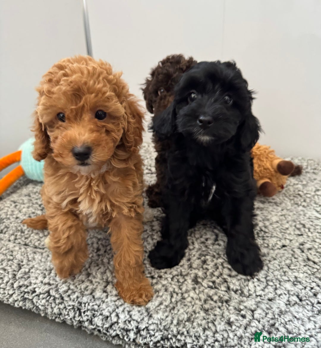 Cockapoo dogs for sale: Cockapoo puppies  - Image 10