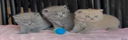 British Shorthair cats for sale: Beautiful Pedigree BSH kittens for sale  - Advert 29