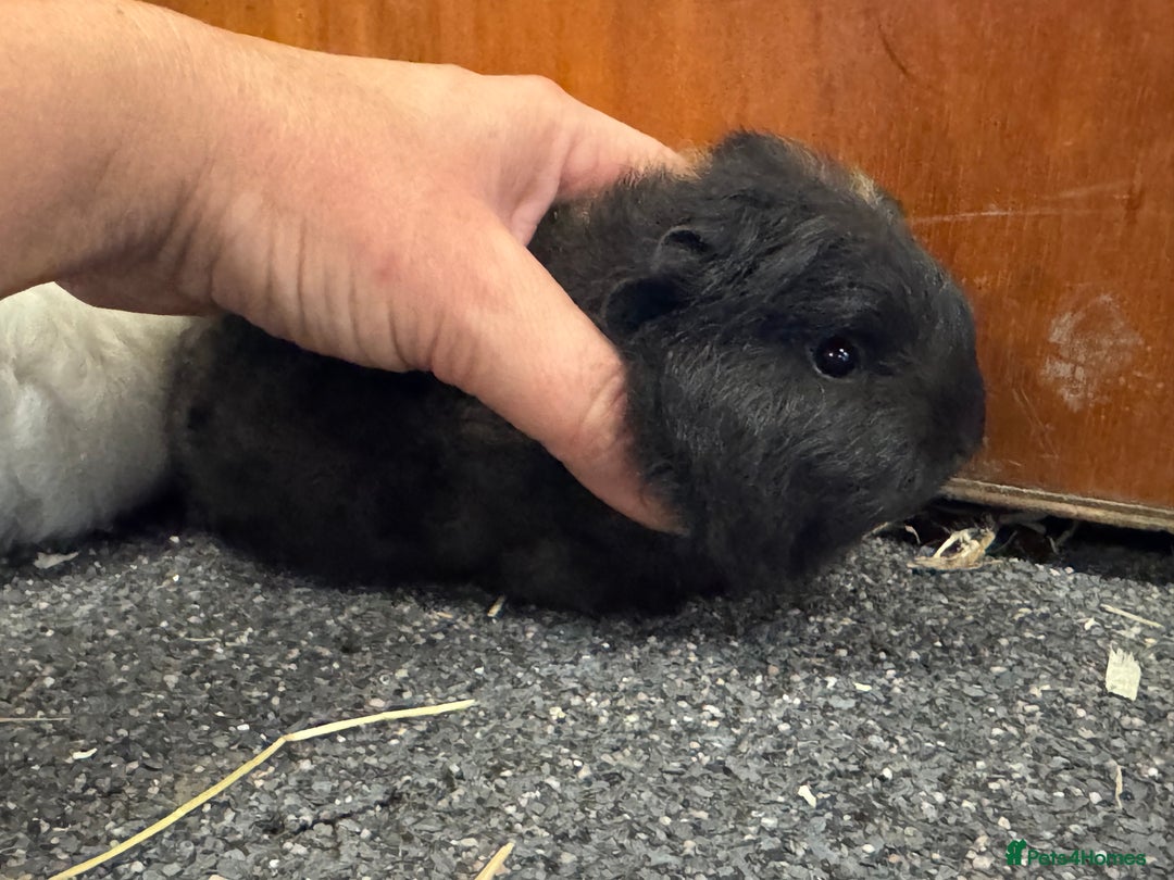 Guinea Pig rodents for sale: Pure Bred Swiss Guinea Pig Boars - Image 9