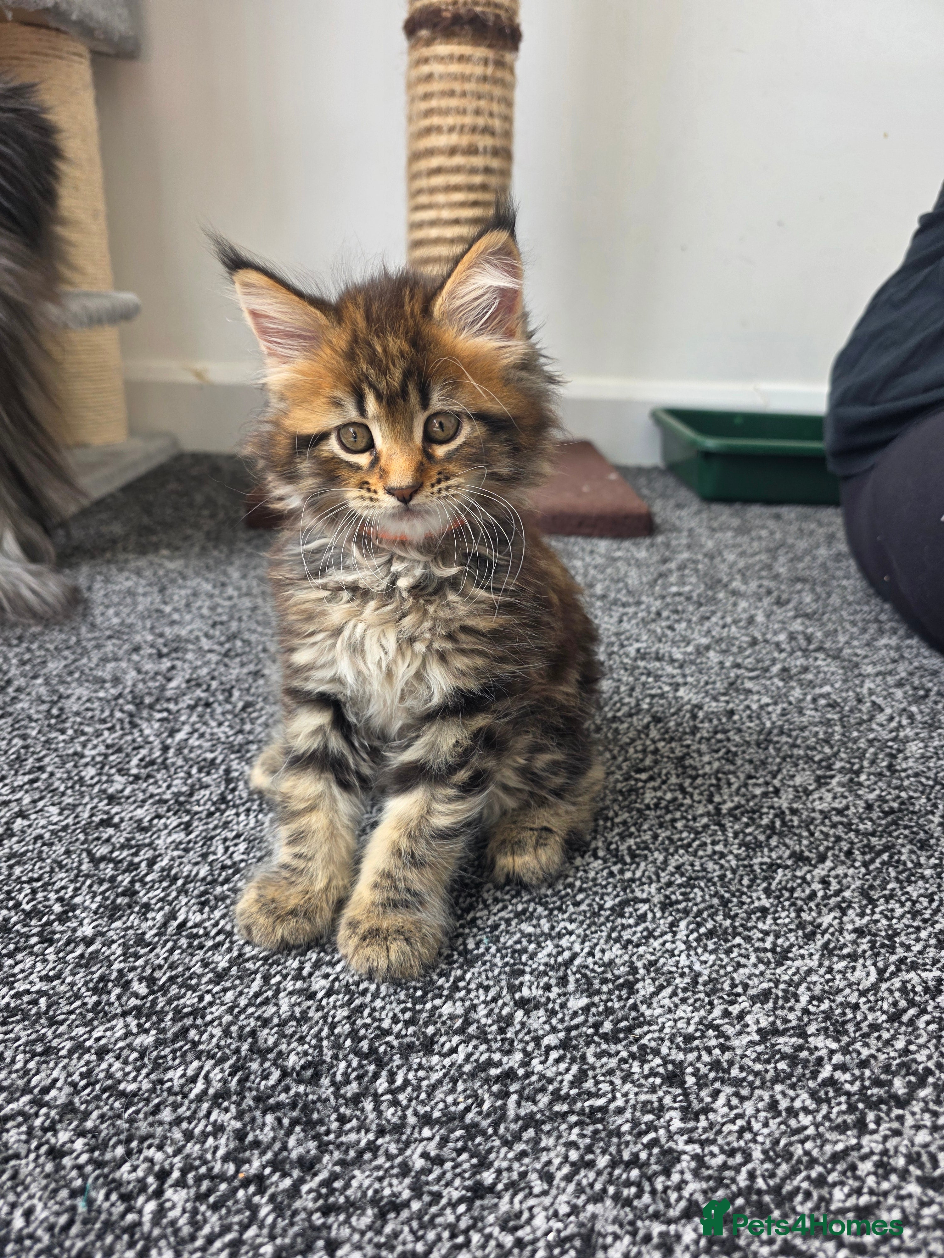 Maine Coon cats Maine coon pedigree kittens  - Advert 2