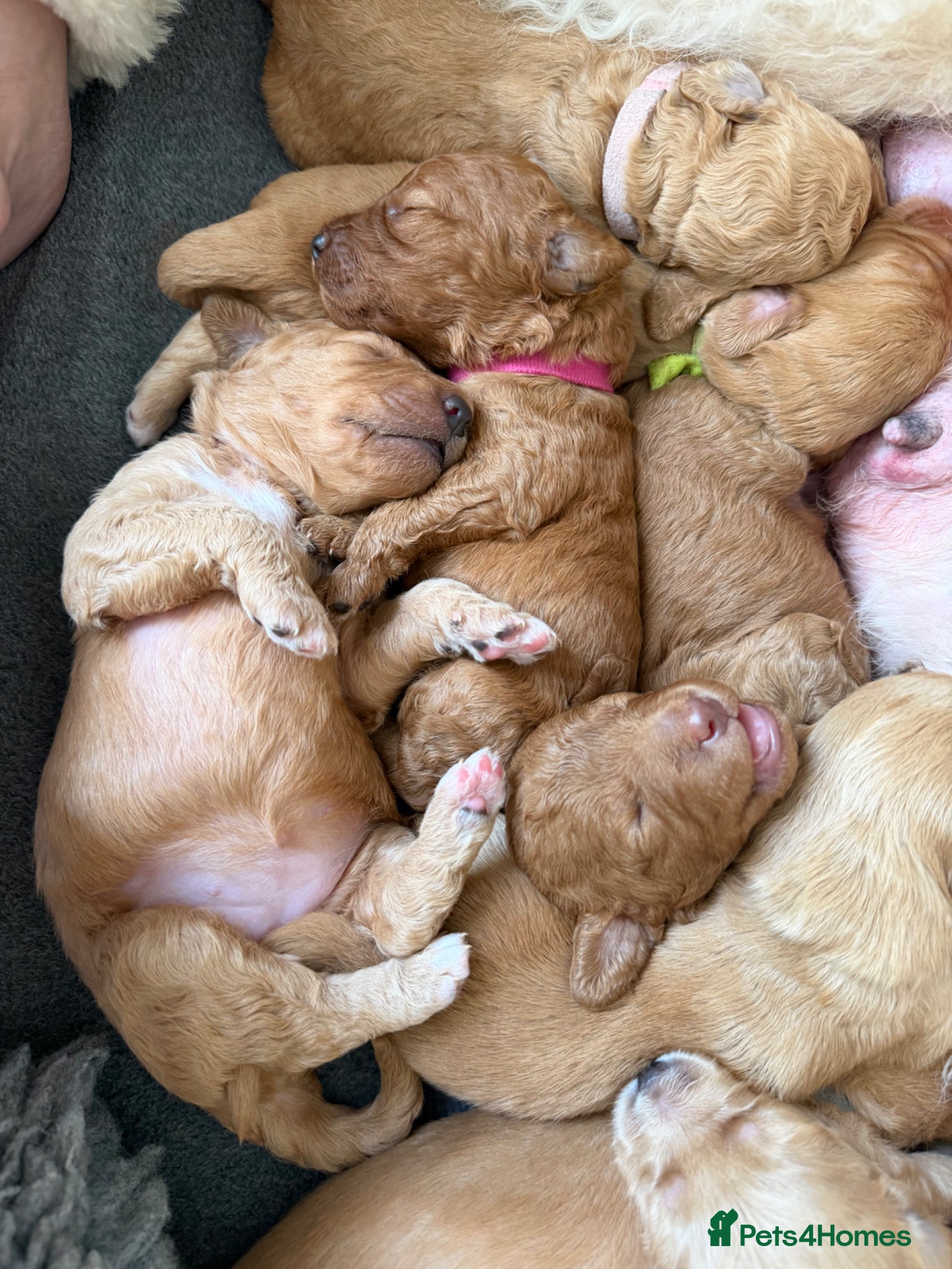 Mixed Breed dogs Australian Labradoodle puppies born 27th March  - Advert 3